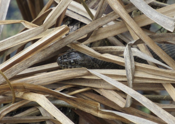 Northern Water Snake